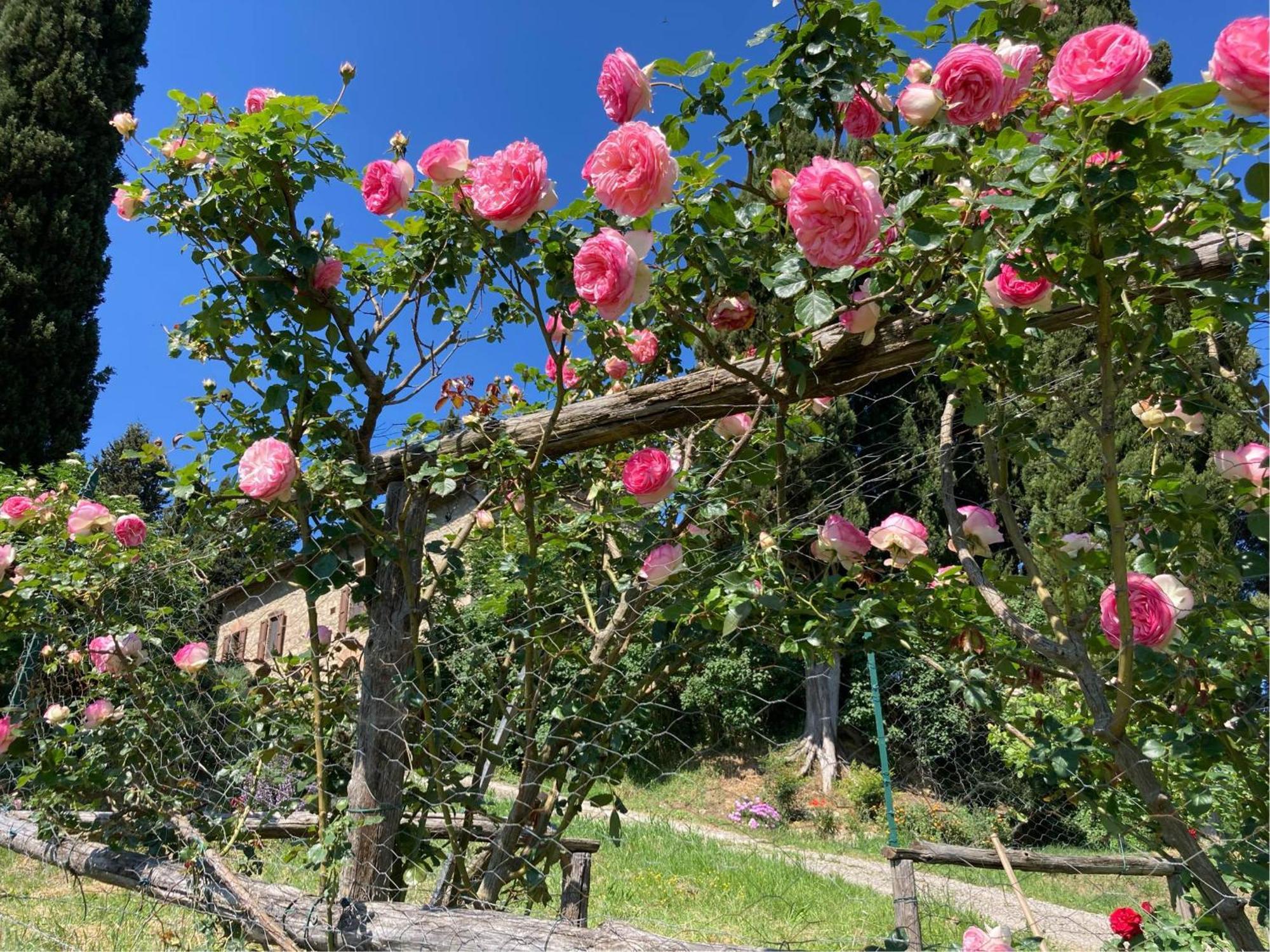 Agriturismo Il Caio Cetona Exteriör bild